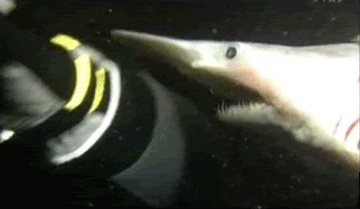 what is it trying to eat? It does not care.