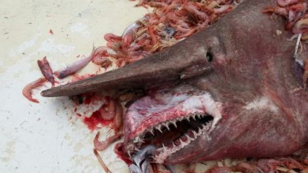 goblin-shark